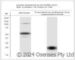 Rabbit antibody to cFos